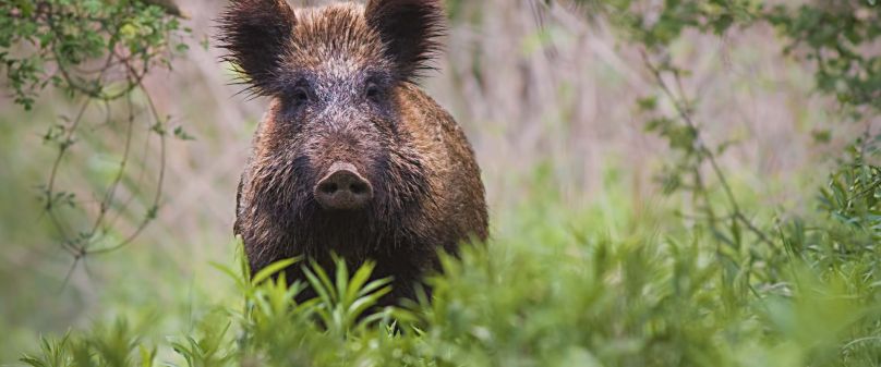 Kreis Paderborn trifft Vorsorgemaßnahmen zur Afrikanischen Schweinepest 